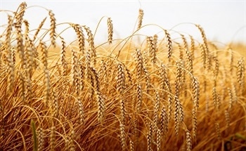 Spectroscopy in Agricultural Analysis and Food QC