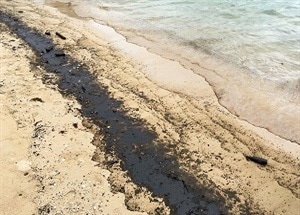 The Oleo Sponge: A Solution to Oil Contamination in Water Supplies