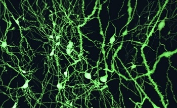 Applications of Advanced Fluorescence Spectroscopy