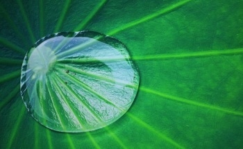 Combining Nanotechnology with Nature to Create Waterproof Coatings for Leather and Textiles