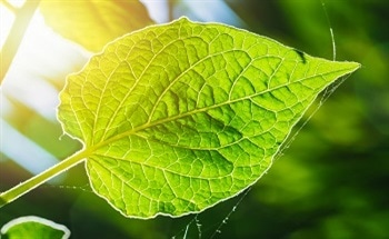 An Artificial Leaf for Solar Water Splitting (Artificial Photosynthesis) Applications