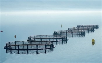 Monitoring Fisheries and Aquaculture