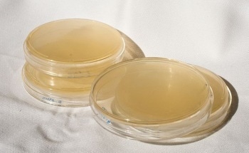 Using NIR Spectroscopy to Qualify Powdered Gelatin Sugar