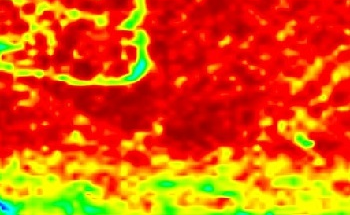 Characterize Fatty Acid Composition in Food Quality