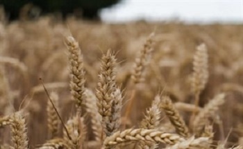 Applications of NIR Spectroscopy in Agricultural Production