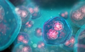 Exploring Cell Mechanics With AFM
