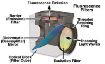 Fluorescence In Situ Hybridization (FISH) Imaging - Choosing the Correct Filters
