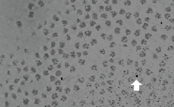 Understanding Biological Functions with Cryo-EM