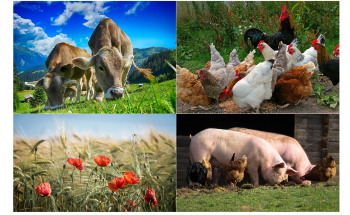 Livestock and Agricultural Research with PTR-MS