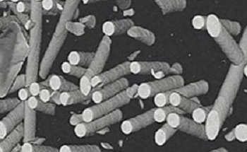 Using Light and Electron Microscopy in the Study of Biological Samples