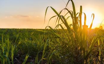 Biodegradable and Sustainable Plastic Alternatives in Pharmaceutical Packaging