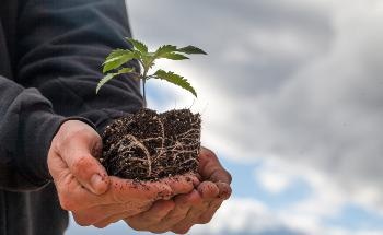 Thermal Processing of Hemp Waste Produces Potentially Valuable Compounds