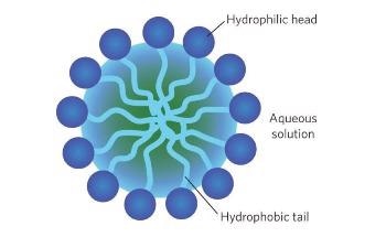 Self-Assembled Surfactant Micelles: Analyzing Their Size