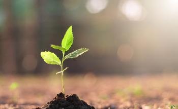 How is Elemental Analysis used in Plant Research Applications?