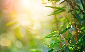 How a Spent Oil Heat Treatment Can Help Preserve Bamboo