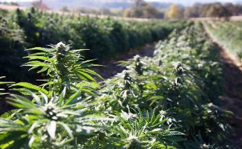NMR Spectroscopy Can be Used for Quantitative Chemical Composition Analysis of Pyrolysis Liquids from Industrial Hemp