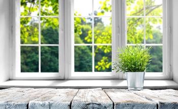 From Wood to Window: Turning Trees Transparent