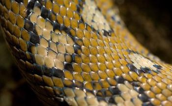 Biomimicry Offers Flexible Energy Storage Solution for Wearable Electronics