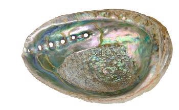 Mother of Pearl: Continuous Inspiration for Material Development
