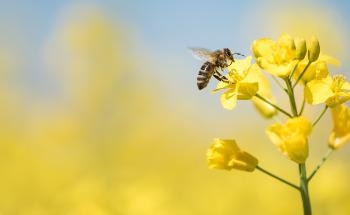 Mitigating the Impact of Insecticides with New Crystalline Advances