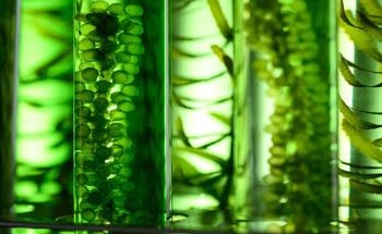 Algaeing: Algae Derived Material Fibers
