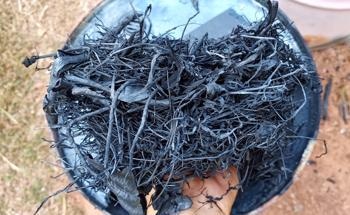 Thermogravimetric Analysis of Biochar