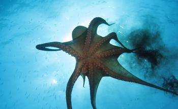 Elemental Profile Analysis of Octopus Ink for Food Traceability