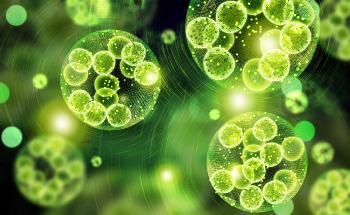 How Can Algae Power a Microprocessor?