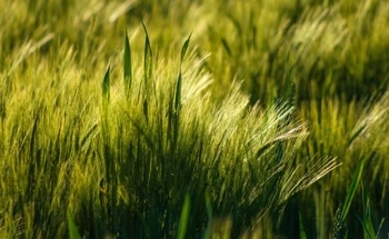 Single- and Multi-Walled Carbon Nanotubes and Graphene in Crop Breeding