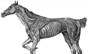 Characterizing Equine Synovial Fluids with Deep UV Raman Spectroscopy