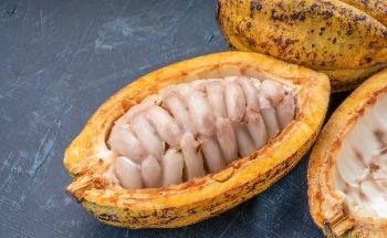 Achieving Fast Thermal Studies of Cocoa Butter