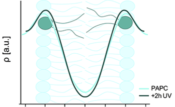 How to Probe the Effects of Oxidation on Model Lipid Bilayers