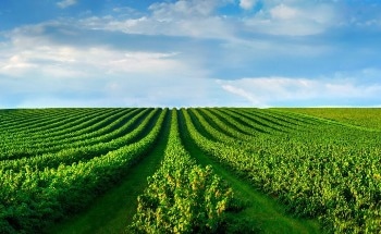 Redefining Global Agriculture
