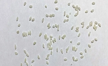 The Use of Dynamic Image Analysis in the Quality Control of Parboiled Milled Rice