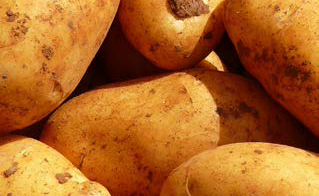 How to Analyze Low Nitrogen Contents in Starch