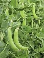 The Growth of Plant-Based Proteins and the Critical Role of Technology in Meeting Flexitarian Standards