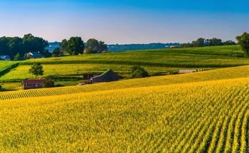 The Vital Role of Carbon and Nitrogen in Crop Development