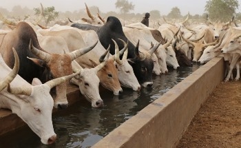 Evaluating the Role of Sub-Saharan Africa's Cattle Enclosures in Global N2O Emissions
