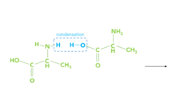 Utilizing Nuclear Magnetic Resonance to Observe Restricted Rotation in Amide Bonds
