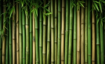 What Are Sustainable Materials?
