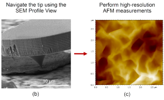 Vitamin C Particle Mapping with SEM and AFM Technology