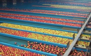 Advanced Spectroscopy Solutions for Efficient Fruit Sorting in Agriculture