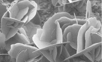 Advanced Imaging Made Simple with Tabletop SEM