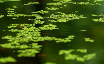 Can Algae Replace Plastic? The Rise of Algae-Based Polymers