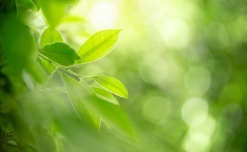 Are Biomimetic Batteries the Future of Energy Storage?