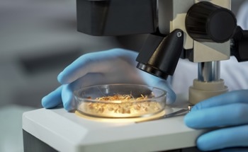 Could Biomaterials Replace Steel, Plastic, and Silicon?