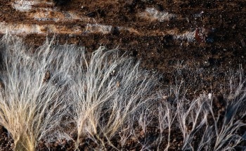 Mycelium: How Fungi Turns Agricultural Waste to Advanced Materials