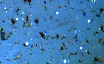 Rapid Magnetic Domain Visualization in Steel With Kerr Microscopy