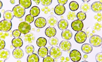 Swedish Algae Factory: Can Algae Transform Cosmetics?