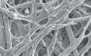 Collagen Membranes: Structure and Material Analysis